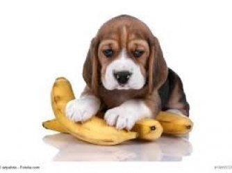 cachorro